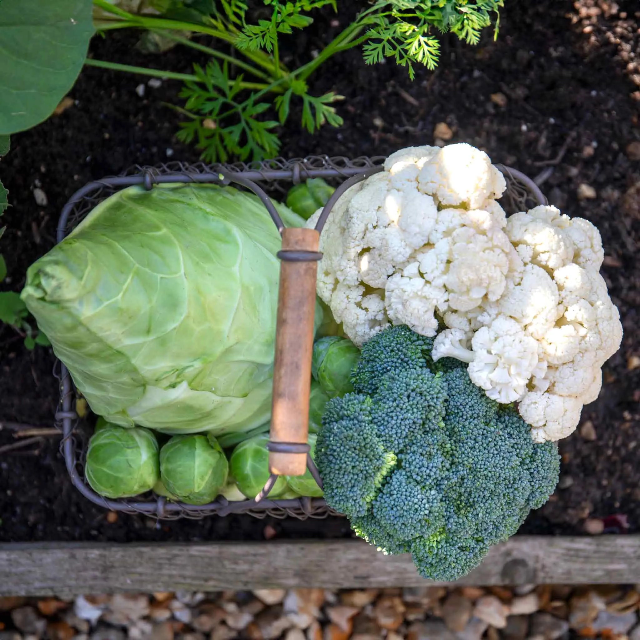 Brassica Plants 'Extra Early Collection'
