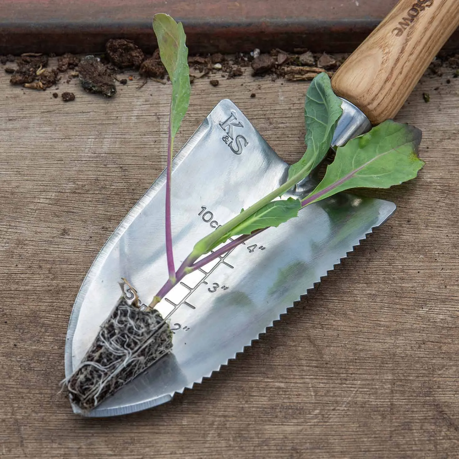 Brassica Plants 'Extra Early Collection'