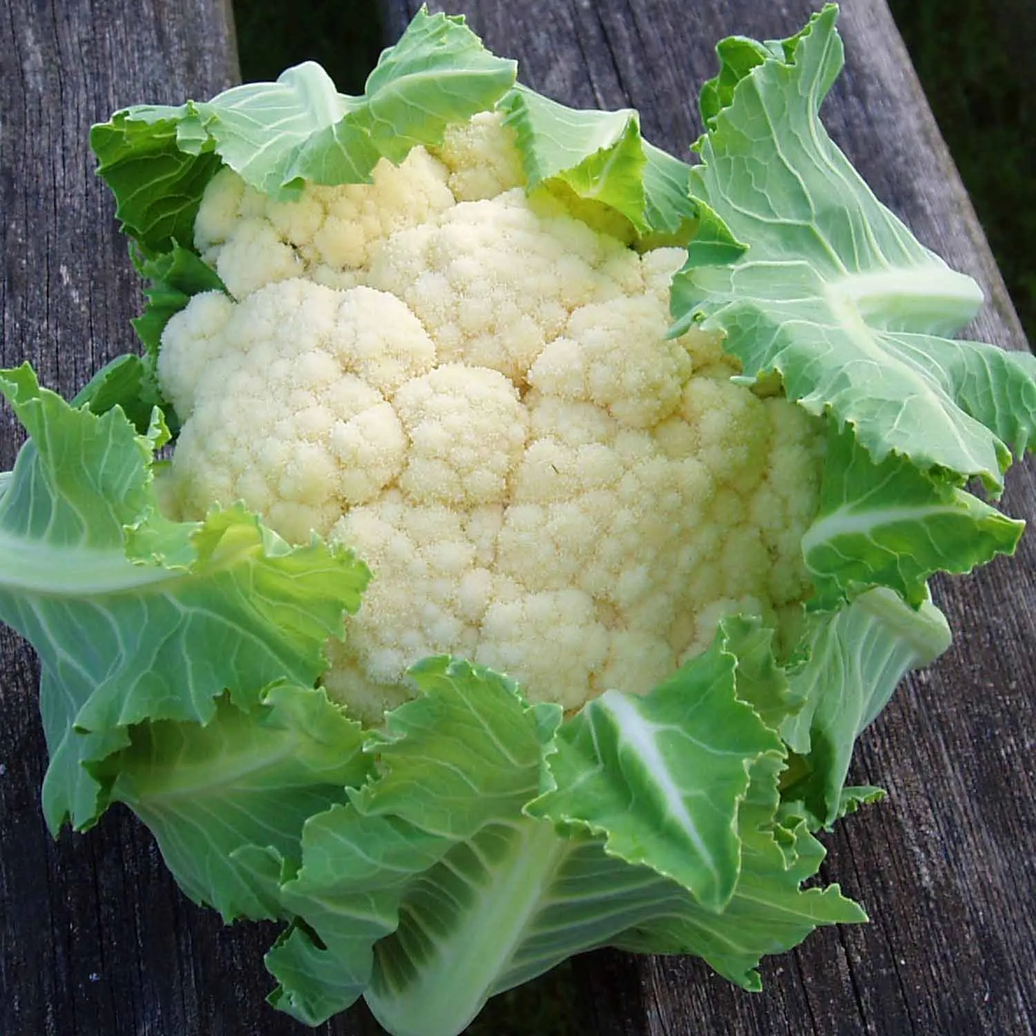 Brassica Plants 'Extra Early Collection'