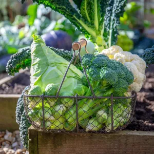 Brassica Plants 'Extra Early Collection'