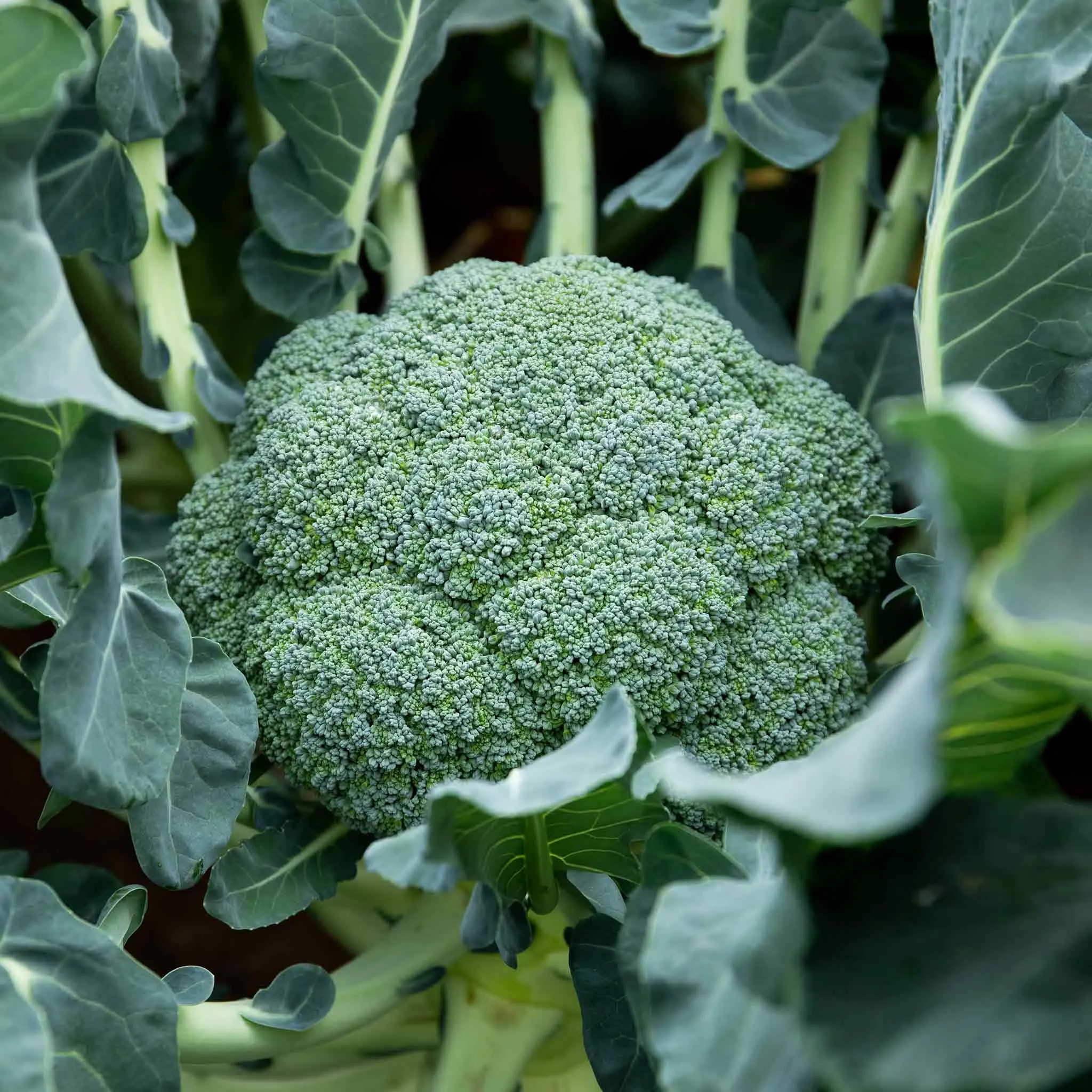 Brassica Plants 'Extra Early Collection'