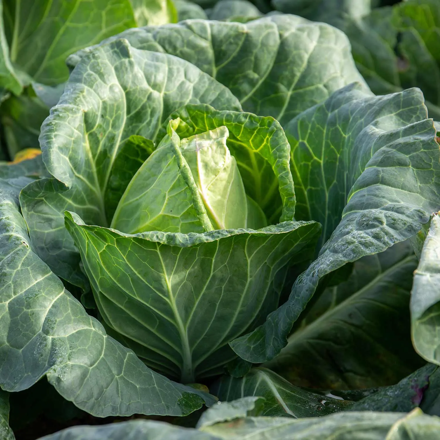 Brassica Plants 'Extra Early Collection'
