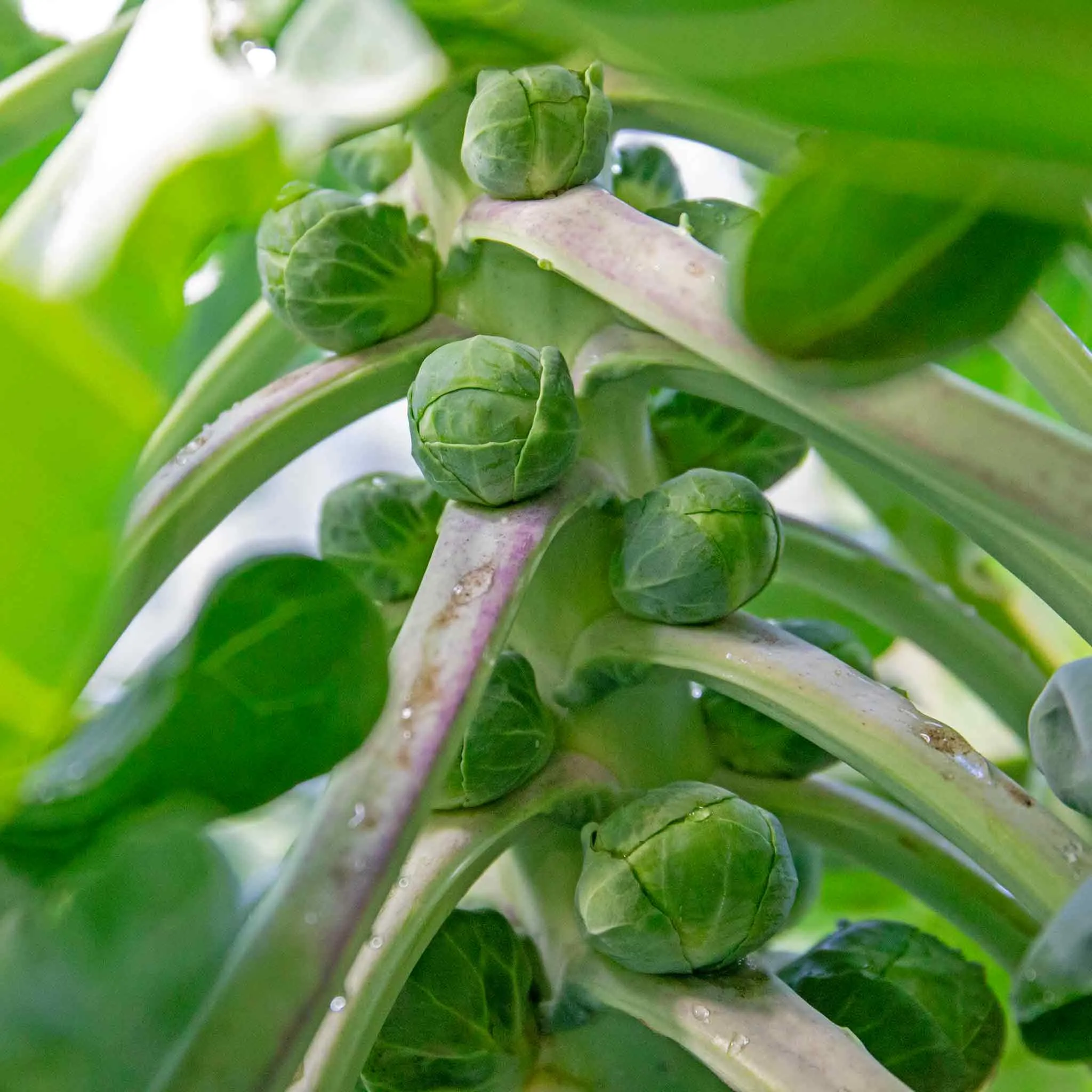 Brassica Plants 'Extra Early Collection'