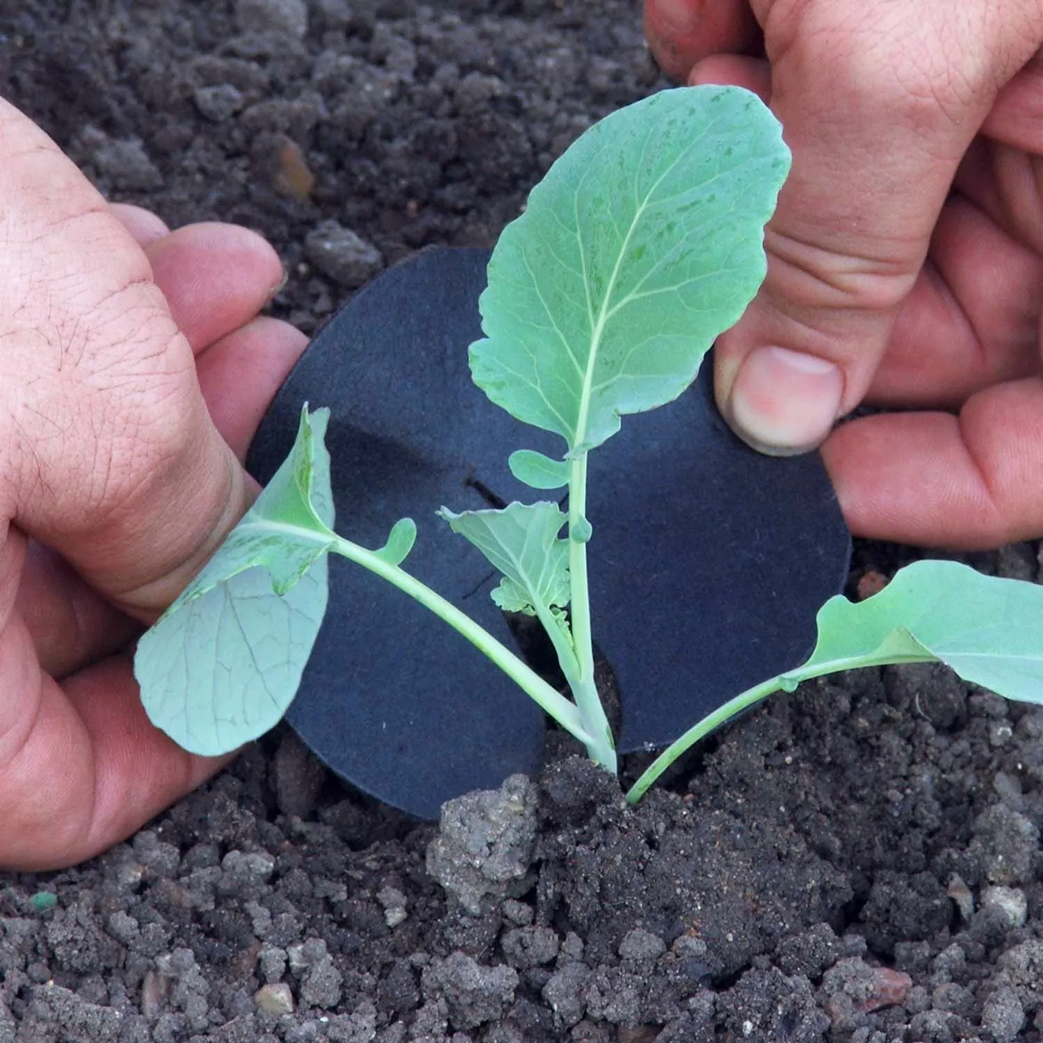 Brassica Plants 'Extra Early Collection'