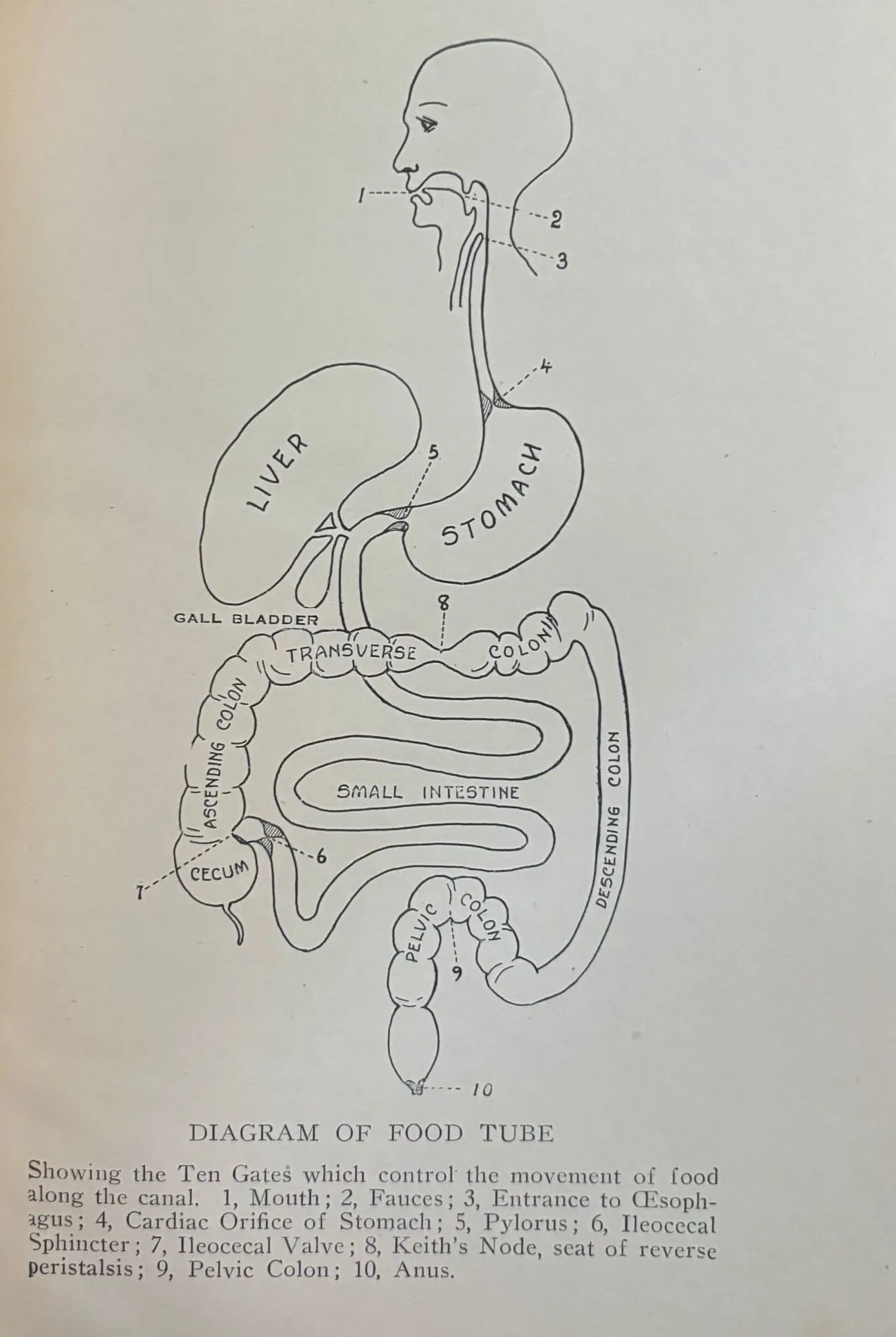 (*NEW ARRIVAL*) (Health) J.H. Kellogg. The Itinerary of a Breakfast