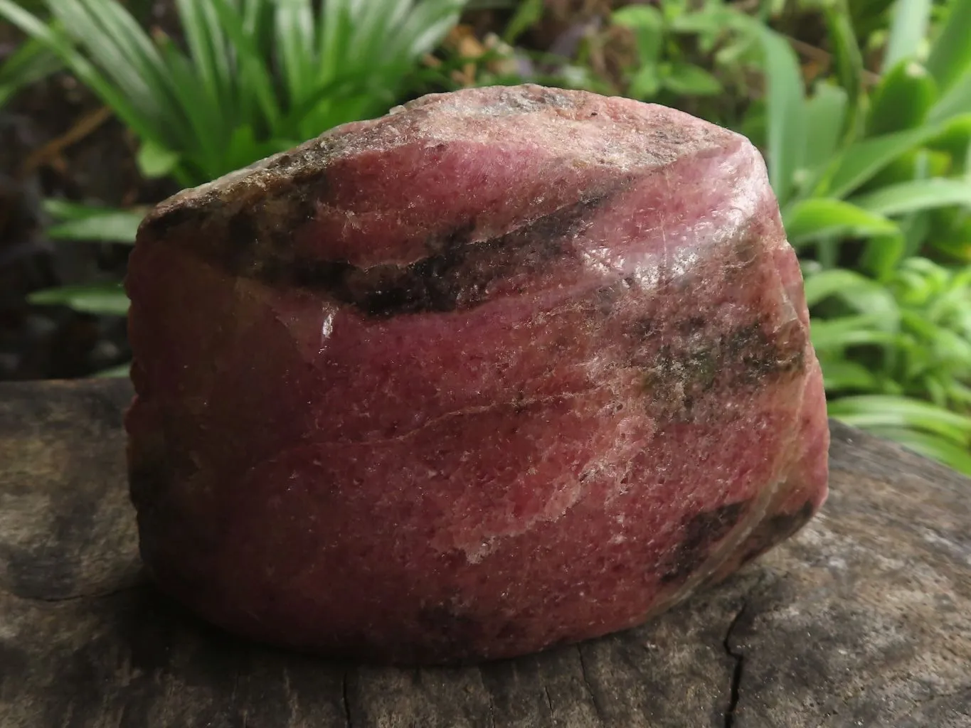Polished One Side Natural Rhodonite Free Forms x 5 From Madagascar