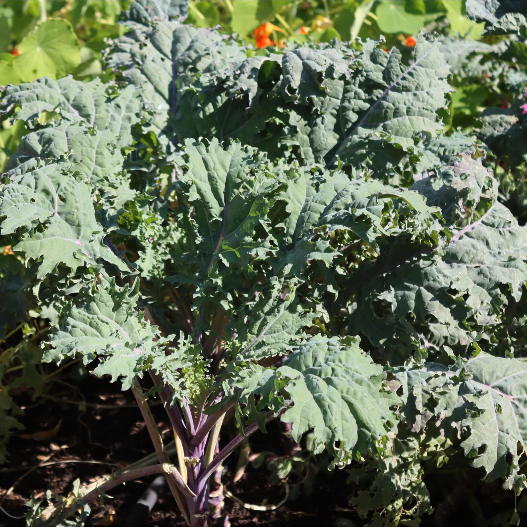 'Reflex F1' Curly Kale Plants