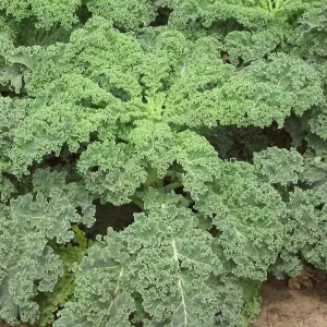 'Reflex F1' Curly Kale Plants