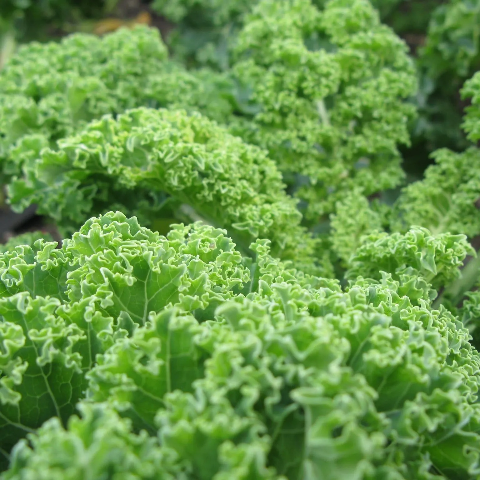 'Reflex F1' Curly Kale Plants