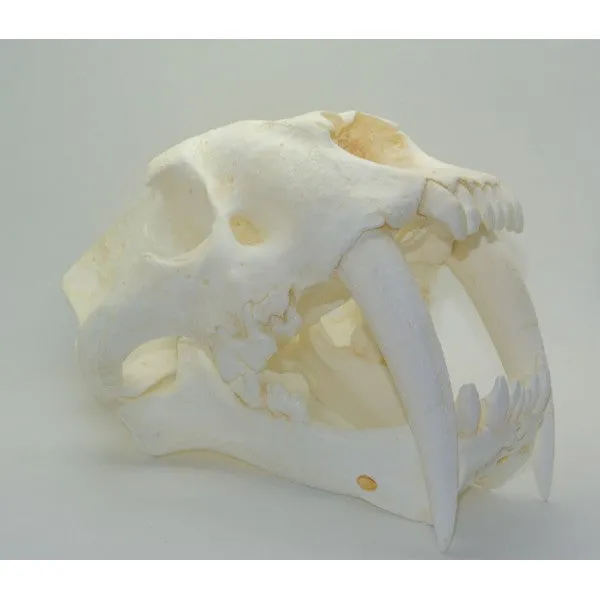 Sabertooth Cat Smilodon Skull Tarpit Finish - Replica