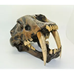 Sabertooth Cat Smilodon Skull Tarpit Finish - Replica