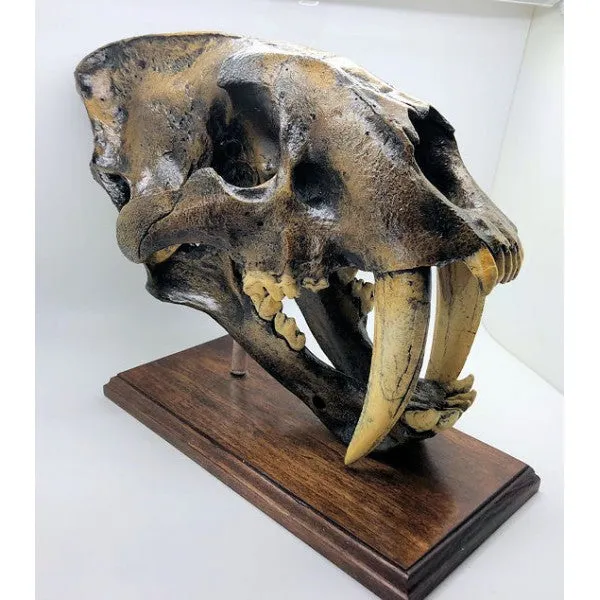 Sabertooth Cat Smilodon Skull Tarpit Finish - Replica