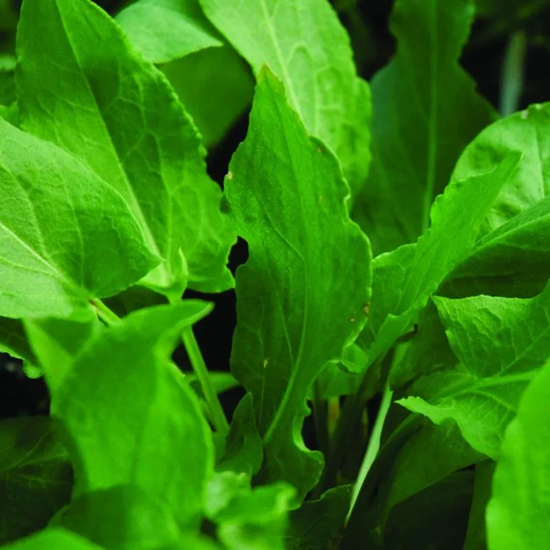 Sorrel 'Blonde de Lyon'