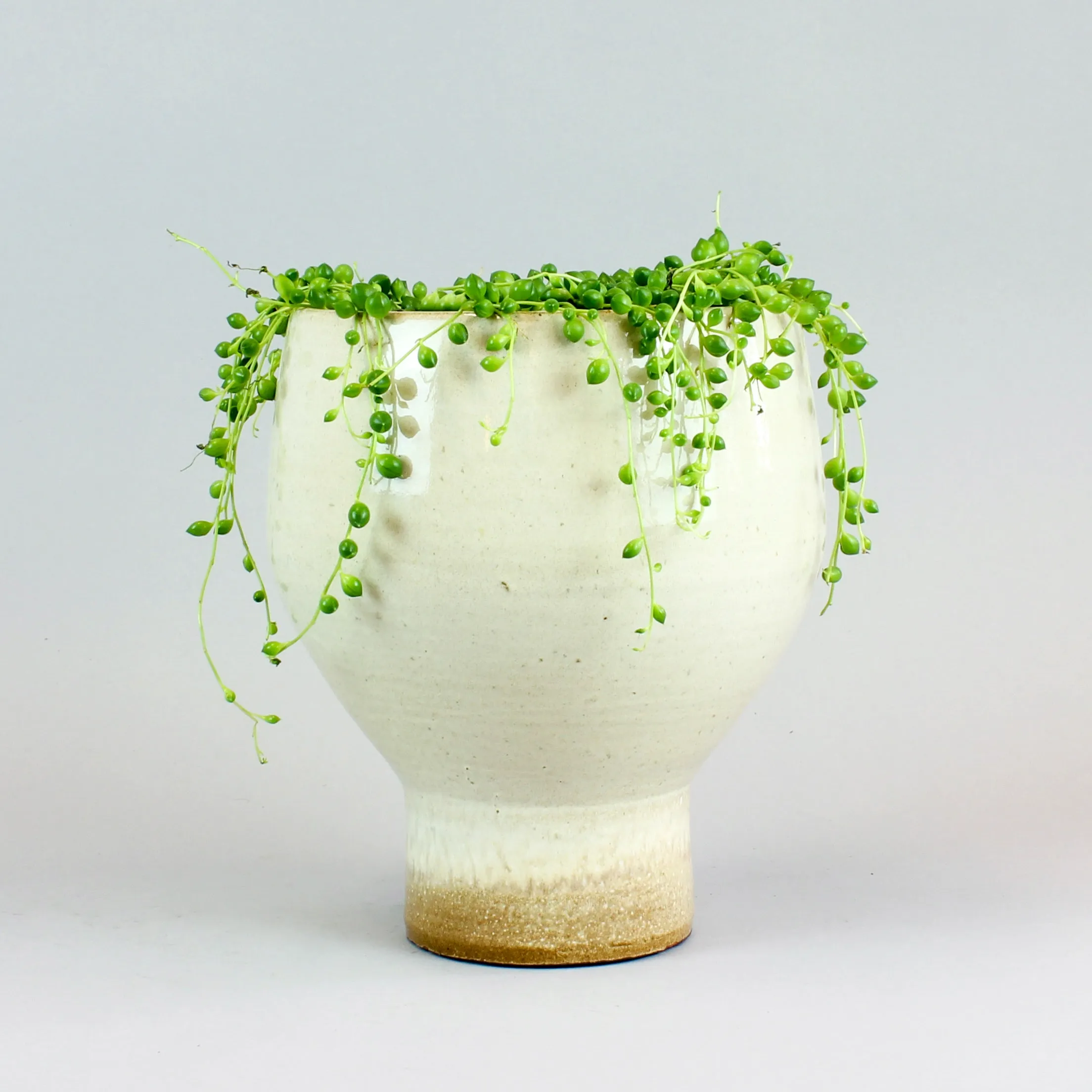String of Pearls | Senecio rowleyanus