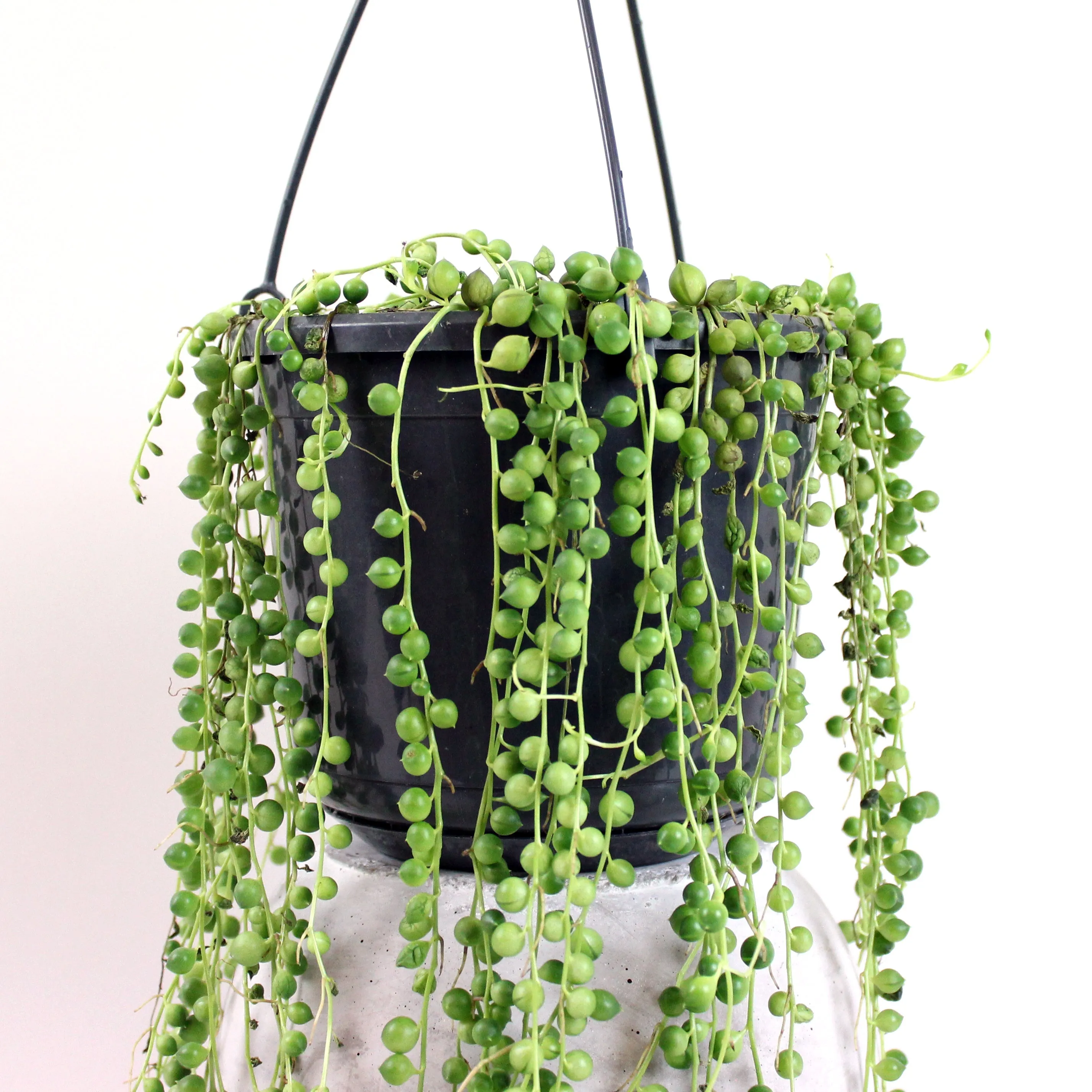 String of Pearls | Senecio rowleyanus