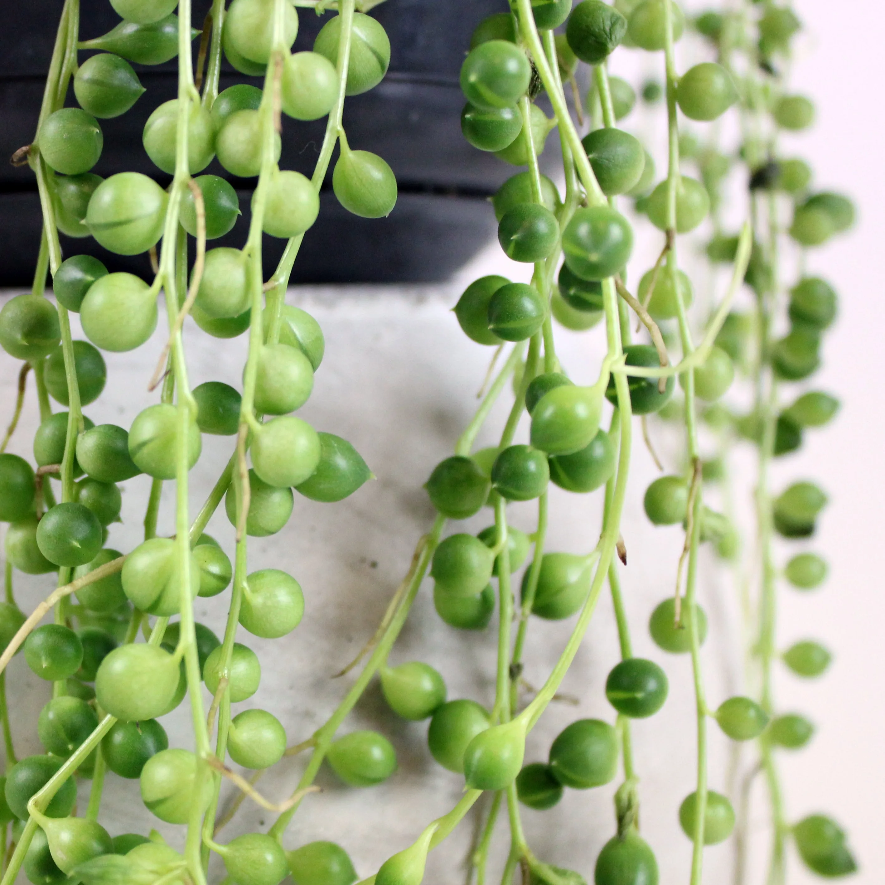String of Pearls | Senecio rowleyanus
