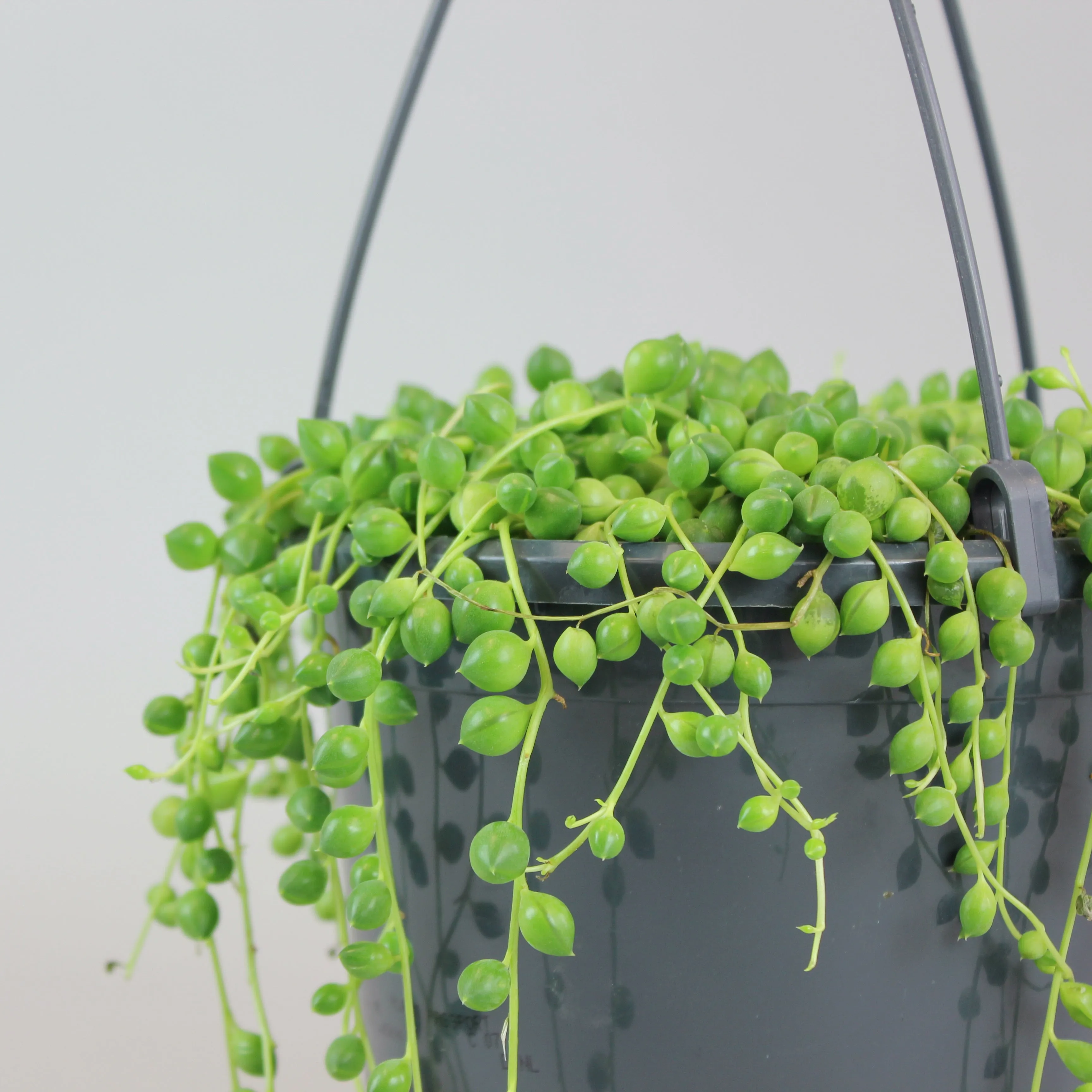 String of Pearls | Senecio rowleyanus
