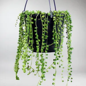 String of Pearls | Senecio rowleyanus