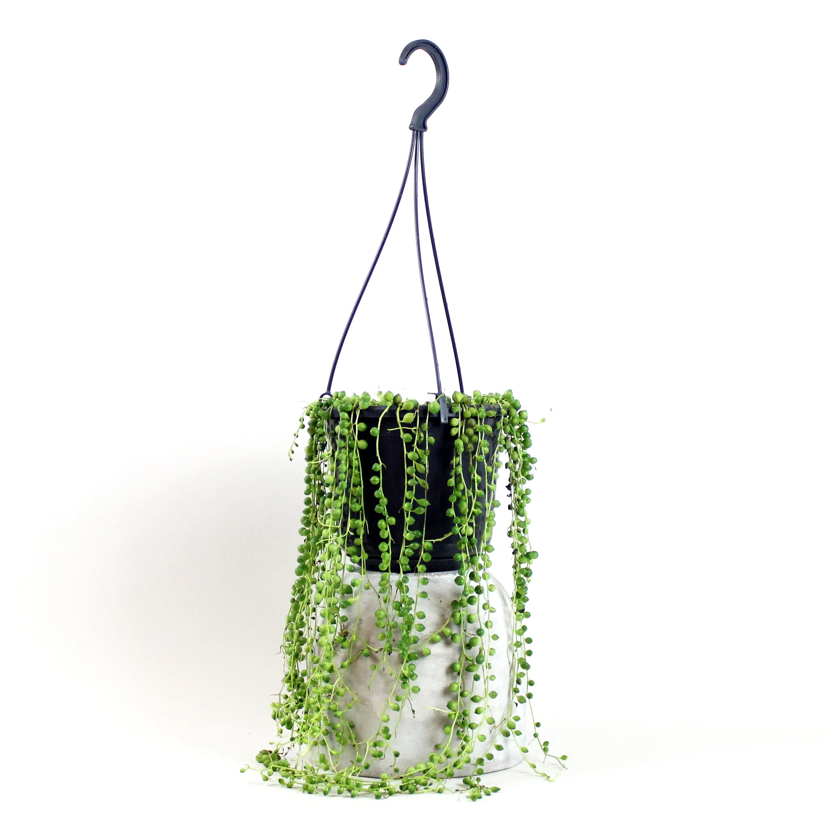 String of Pearls | Senecio rowleyanus