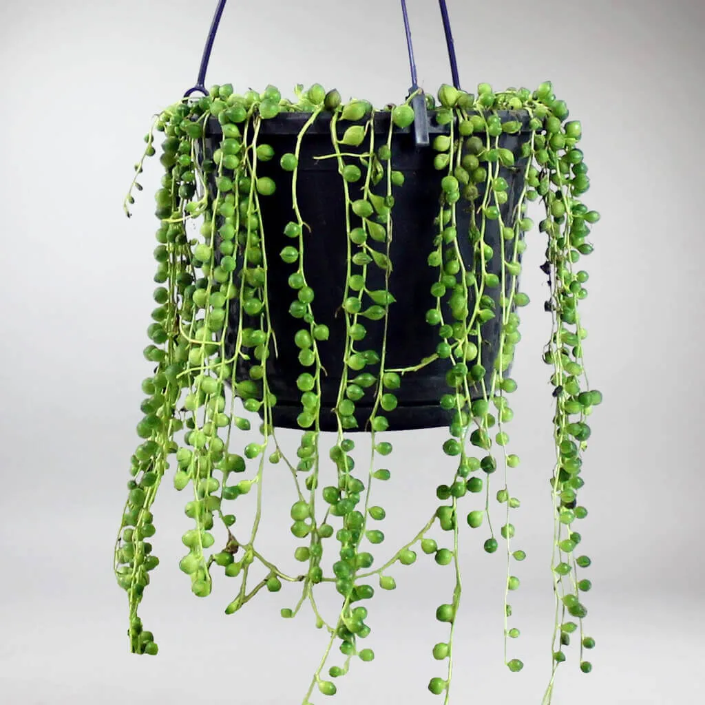 String of Pearls | Senecio rowleyanus